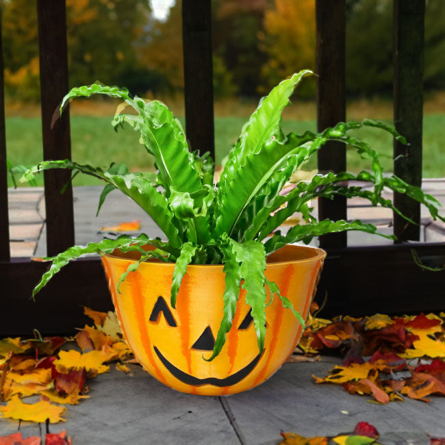 Urban Gardener Jack-O-Lantern Fiber Clay Pot, 10" dia.