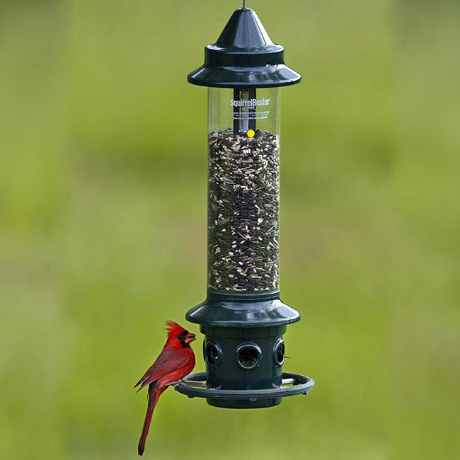 Brome Squirrel Buster Plus Squirrel Proof Bird Feeder