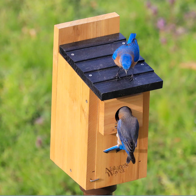 Nature's Way Cedar Bluebird Box House
