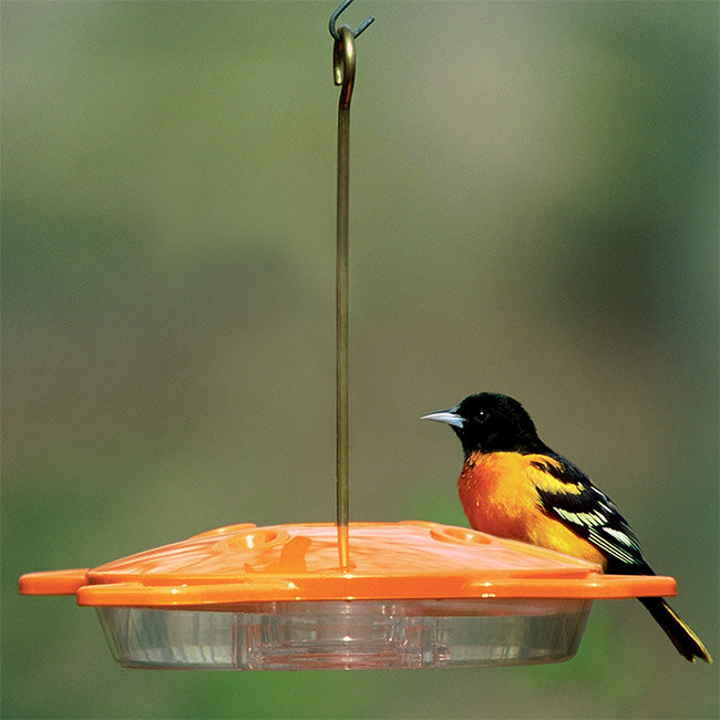 Aspects Oriole Feeder, 16 oz.