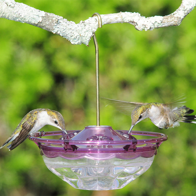 Aspects HummBlossom Hummingbird Feeder, Plum, 4 oz. – BirdYard Direct