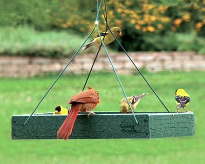 Audubon Recycled Plastic Platform Bird Feeder