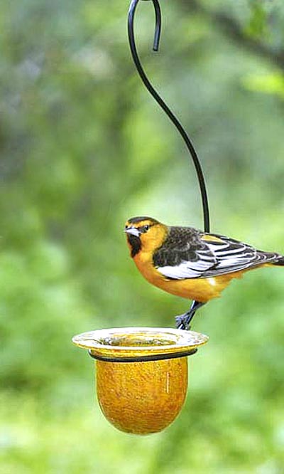 Parasol Mandarin Recycled Glass Oriole Feeder, Medium